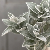 Lambs Ear Stem