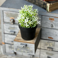 Small Potted Florets
