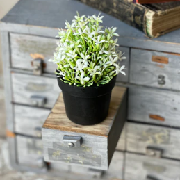 Small Potted Florets