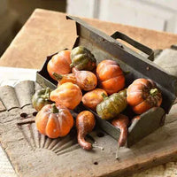 Gourd/Pumpkins