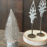 Snowy Foxtail Tree; Multiple Sizes