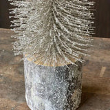 Snowy Foxtail Tree; Multiple Sizes